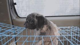 召集狗 第三季,新伙伴集结，冒险再启程！