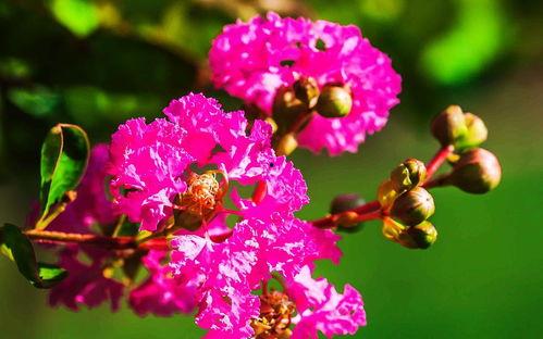 百日红,绽放盛夏的艳丽传奇