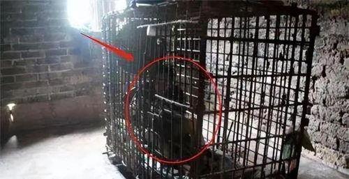 入铁笼,探索入铁笼的非凡旅程